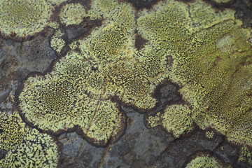 Rhizocarpon geographicum or map lichen growing in mountainous region in the UK.