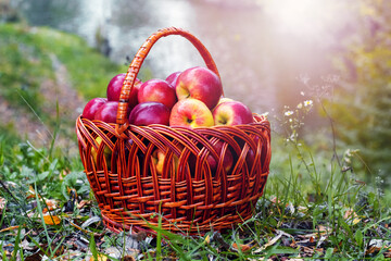 Red ripe apples in a basket near the river. Apple harvest