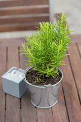 Plant in metal pot on wooden table
