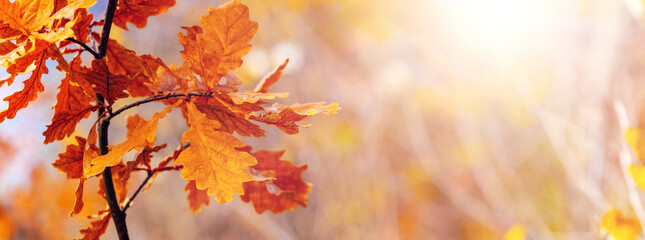 Autumn background in warm colors with oak leaves on blurred background in sunny weather, copy space