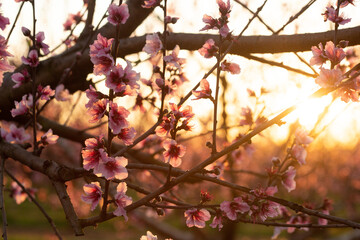 peach blossoms at sunset