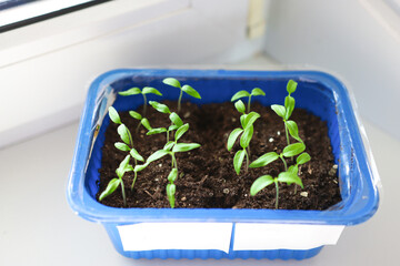 Small tomato sprouts in a blue seedling tray close-up, growing seedlings on a windowsill.