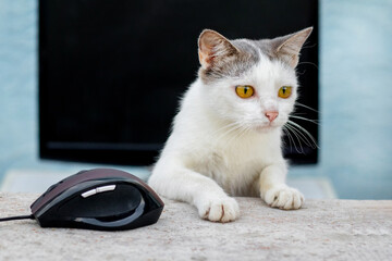 A small white spotted kitten near a computer mouse and monitor. Work in the office. A cat near the computer
