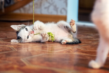 A small playful kitten lies on the floor in the room and plays with a thick thread