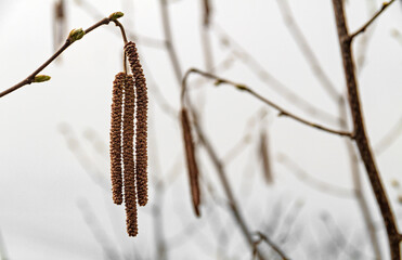 Hazel inflorescence