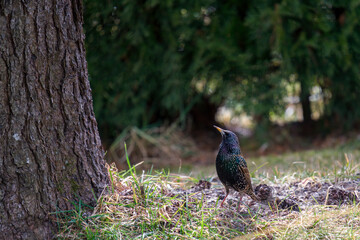 a starling at a tree trunk from a swiss stone pine on a sunny spring day