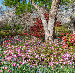 Fototapeta premium Spring Botanical Gardens