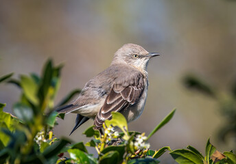 Northern Mockingbird Perched in a Hedgerow