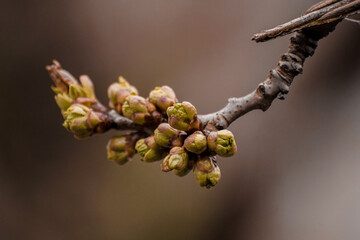 buds of a willow