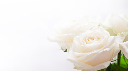 bouquet of white roses on a white background in the corner of the photo, postcard, space for text. High quality photo