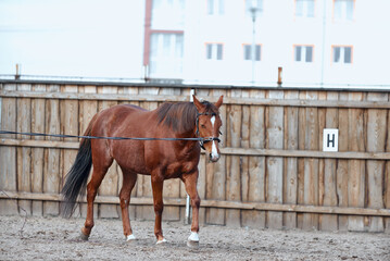 horse lunging with cavesson