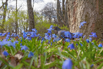 Pigeon on the meadow in blue scilla blossoming in spring