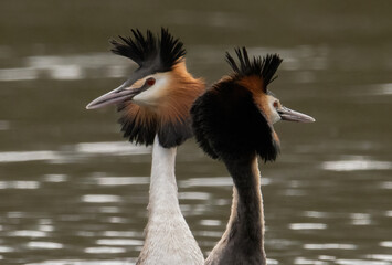 great crested grebe