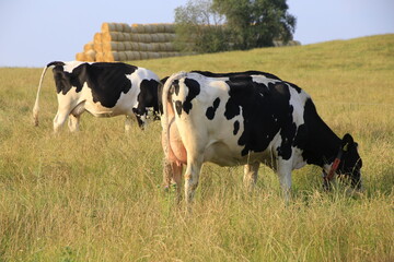Naklejka na ściany i meble Milchkühe auf einer Weide in Dermbach/Rhön. Dermbach, Thüringen, Deutschland, Europa - Dairy cows on a pasture in Dermbach/Rhoen. Dermbach, Thuringia, Germany, Europe -