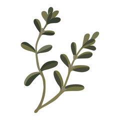 Purslane. Purslane plant icon. Vector illustration isolated on white background. For template label, packing, web, menu, logo, textile, icon