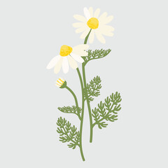 Roman chamomile. Vector illustration isolated on white background. For template label, packing, web, menu, logo, textile, icon