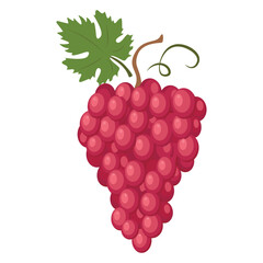 Red globe grape. The Red Globe is a variety of very large, seeded red grapes with firm flesh used mainly as a table grape. Vector illustration isolated on white background