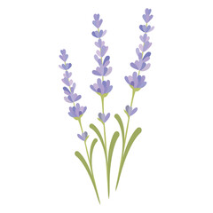 Naklejka premium English lavender and true lavender also garden lavender, common and narrow-leaved lavender.Vector illustration isolated on white background. For template label, packing, web, menu, logo, textile, icon