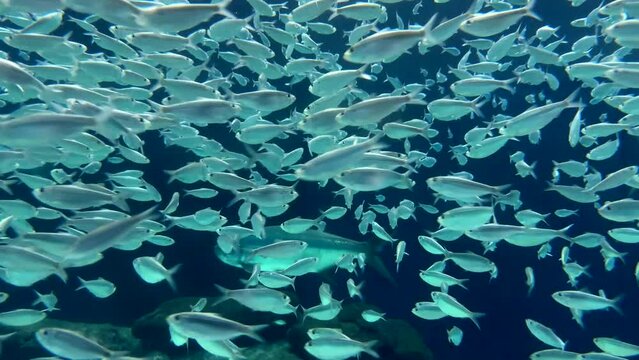 Underwater school of fish 4k