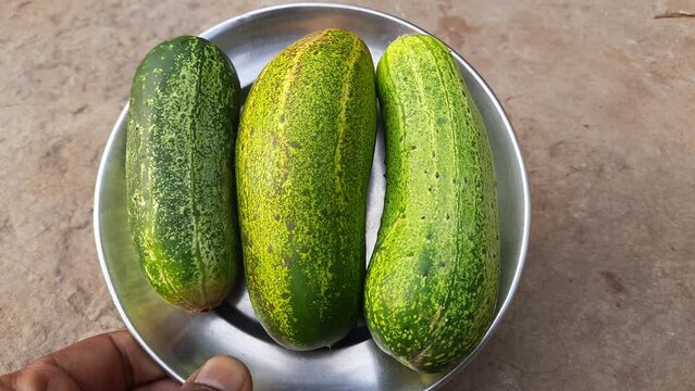 Cucumber is a widely cultivated creeping vine plant in the Cucurbitaceae family that is used as a culinary vegetable. There are three main types of cucumbers, slicing, pickling and seedless. 
