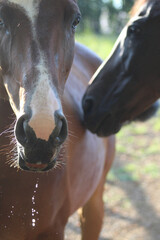 Naklejka premium horse drinking water
