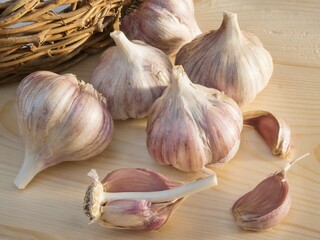 Bulbs and cloves of garlic grown in organic gardening, on a wooden board