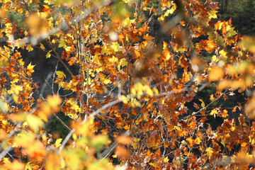 autumn leaves background