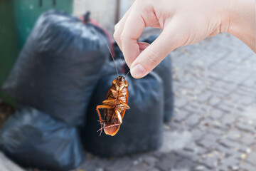Hand holding cockroach with black bag waste background, eliminate cockroach in city, Cockroaches as...