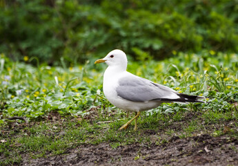 black headed gull