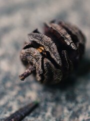 Conifer cone