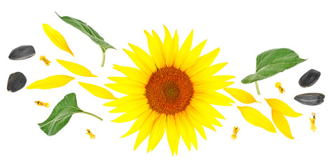 Yellow sunflower, sunflower seeds and petals isolated on a white background, top view.