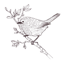 Black and white spring illustration of a bird sitting on a branch with leaves