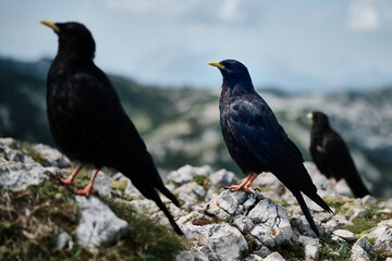 Fototapeta premium Three birds standing on rocks