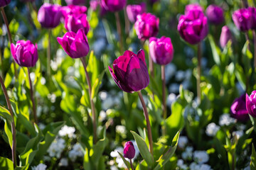 Colorful tulips and bright flowers in an expanse of green spring grass.