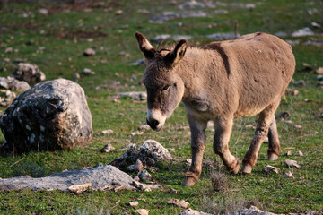 Fototapeta premium Donkey walking in a field