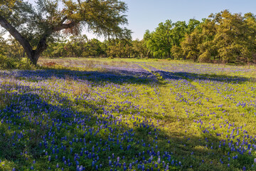 Texas wildflowers