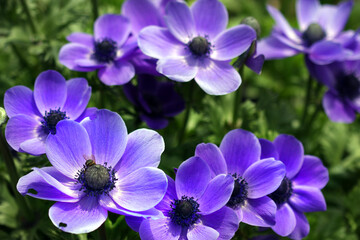 beautiful blue-violet garden flowers, close-up