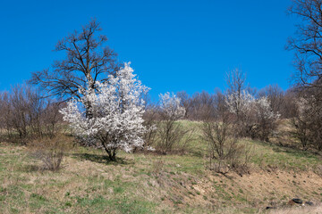 Spring landscape of Lyulin Mountain, Bulgaria