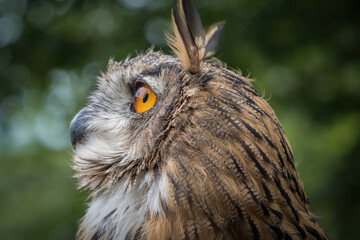 A european uhu closup at a falcrony in saarburg