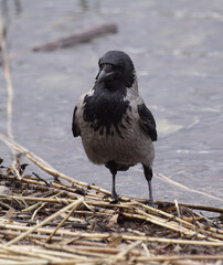 blackbird