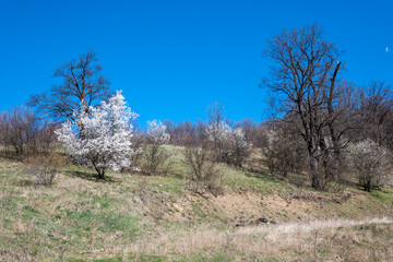Spring landscape of Lyulin Mountain, Bulgaria