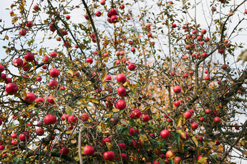 Apple tree with many ripe red juicy apples in orchard. Harvest time in countryside. Apple fresh healthy fruits ready to pick on fall season