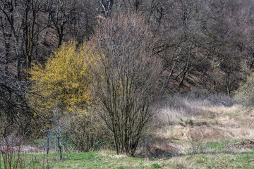 Obraz na płótnie Canvas Spring landscape of Lyulin Mountain, Bulgaria