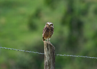 owl on a fence