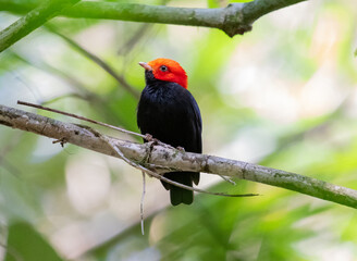 red headed bird