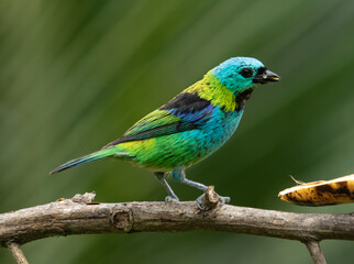 colorful bird on a branch