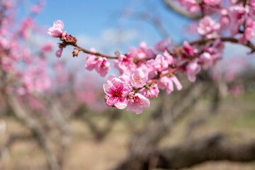 pink peach blossoms in spring at calvert county southern maryland agricultural orchard usa
