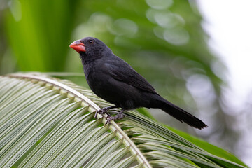 red beaked blackbird