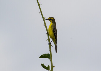 bird on thin branch