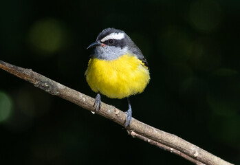 bird with yellow belly